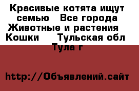 Красивые котята ищут семью - Все города Животные и растения » Кошки   . Тульская обл.,Тула г.
